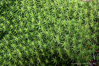 Goldenes Frauenhaarmoos, Polytrichum commune