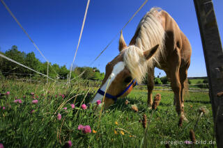 Grasendes Pferd