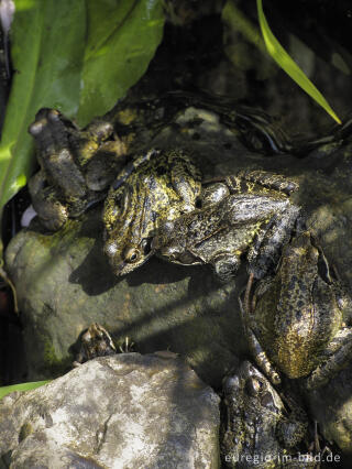 Grasfrösche, Rana temporaria