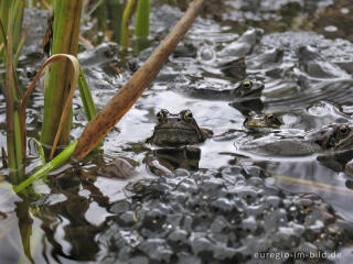 Grasfrösche, Rana temporaria, mit Froschlaich