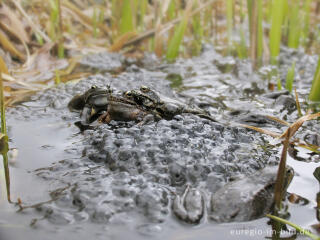 Grasfrösche, Rana temporaria, mit Froschlaich