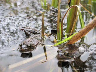 Grasfrösche, Rana temporaria, mit Froschlaich