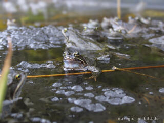 Grasfrösche, Rana temporaria, mit Froschlaich