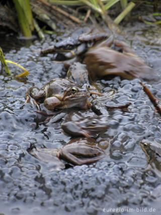 Grasfrösche, Rana temporaria, mit Froschlaich