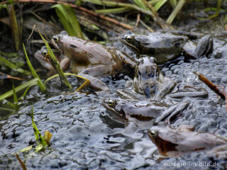 Grasfrösche, Rana temporaria, mit Froschlaich