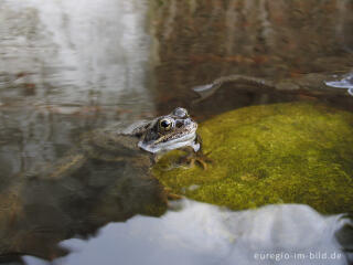 Grasfrosch, Rana temporaria