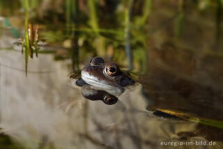 Grasfrosch Rana temporaria