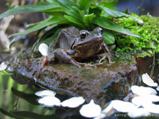 Grasfrosch, Rana temporaria