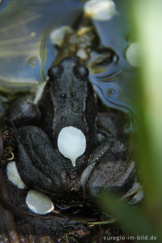 Grasfrosch, Rana temporaria, mit Blütenblättern