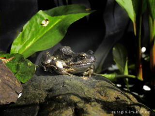 Grasfrosch, Rana temporaria