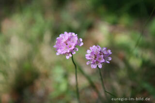 Grasnelke, Armeria elongata, Schlangenberg, Nordeifel