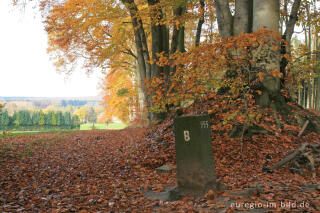 Grenzstein 955 bei der Grenzroute 1 im Aachener Wald