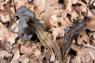 Grubenlorchel, Helvella lacunosa