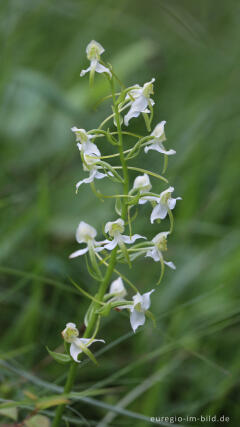 Grünliche Waldhyazinthe (Platanthera chlorantha)