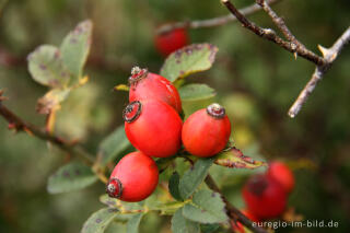 Hagebutten, Früchte der Heckenrose, Rosa canina