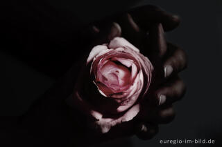 Hand mit Rose