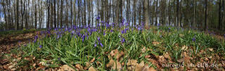 Hasenglöckchen im Wald der blauen Blumen bei Doveren (Hückelhoven)