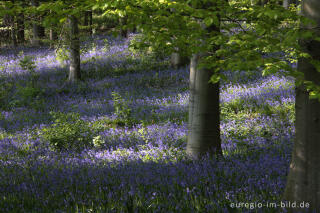  Hasenglöckchen im "Wald der blauen Blumen" bei Hückelhoven-Doveren