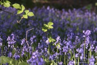  Hasenglöckchen im "Wald der blauen Blumen" bei Hückelhoven-Doveren