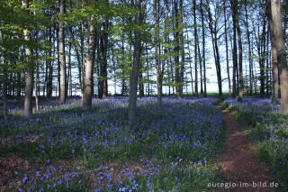  Hasenglöckchen im "Wald der blauen Blumen" bei Hückelhoven-Doveren