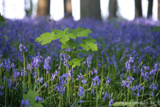  Hasenglöckchen im "Wald der blauen Blumen" bei Hückelhoven-Doveren