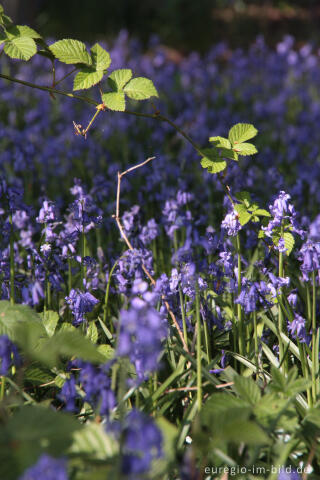  Hasenglöckchen im "Wald der blauen Blumen" bei Hückelhoven-Doveren