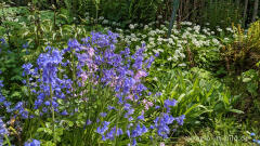 Hasenglöckchen (vorne links) und Bärlauch (hinten mit weißen Blüten)