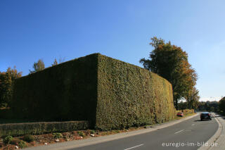 Haushohe Hecke in Höfen 