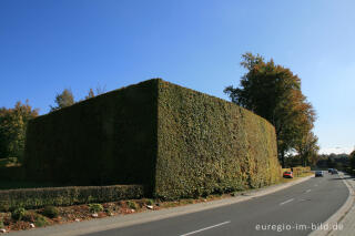 Haushohe Hecke in Höfen 