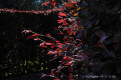 Hecke aus Blutbuchen, (Fagus sylvatica f. purpurea), bei Sourbrodt