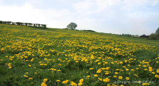 Hecken- und Wiesenlandschaft bei Raeren in der Nähe von "Haus Blar"