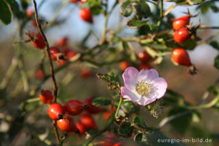 Heckenrose mit Blüte und Hagebutten