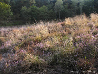 Heideblüte in der Brunssumer Heide