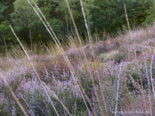 Heideblüte in der Brunssumer Heide