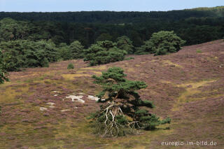 Heideblüte in der Brunssummerheide