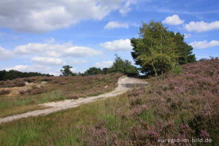 Heideblüte in der Brunssummerheide