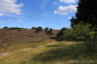 Heideblüte in der Brunssummerheide