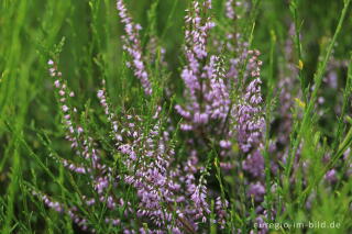 Heidekraut, Wahner Heide