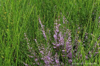 Heidekraut, Wahner Heide