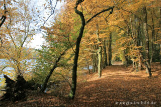 Herbst am Cranenweyer