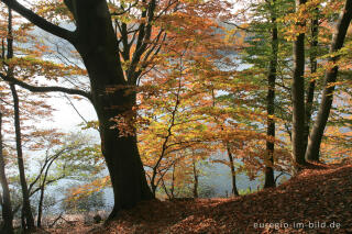 Herbst am Cranenweyer