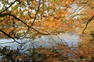 Herbst am Cranenweyer