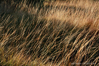 Herbst im Hohen Venn, Region Brackvenn