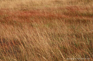 Herbst im Hohen Venn, Region Brackvenn