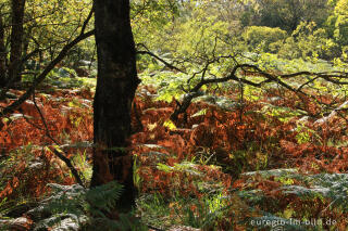 Herbst im Hohen Venn, Region Kutenhart 