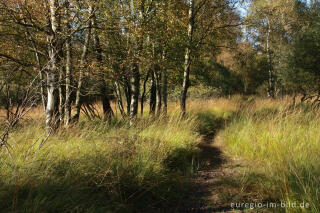 Herbst im Hohen Venn, Region Kutenhart 