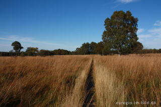 Herbst im Hohen Venn, Region Kutenhart 