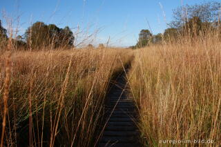 Herbst im Hohen Venn, Region Kutenhart 