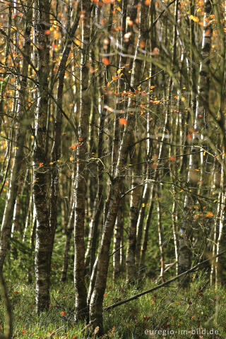 Herbst im Polleur-Venn