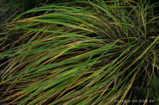 Herbst im Polleur-Venn